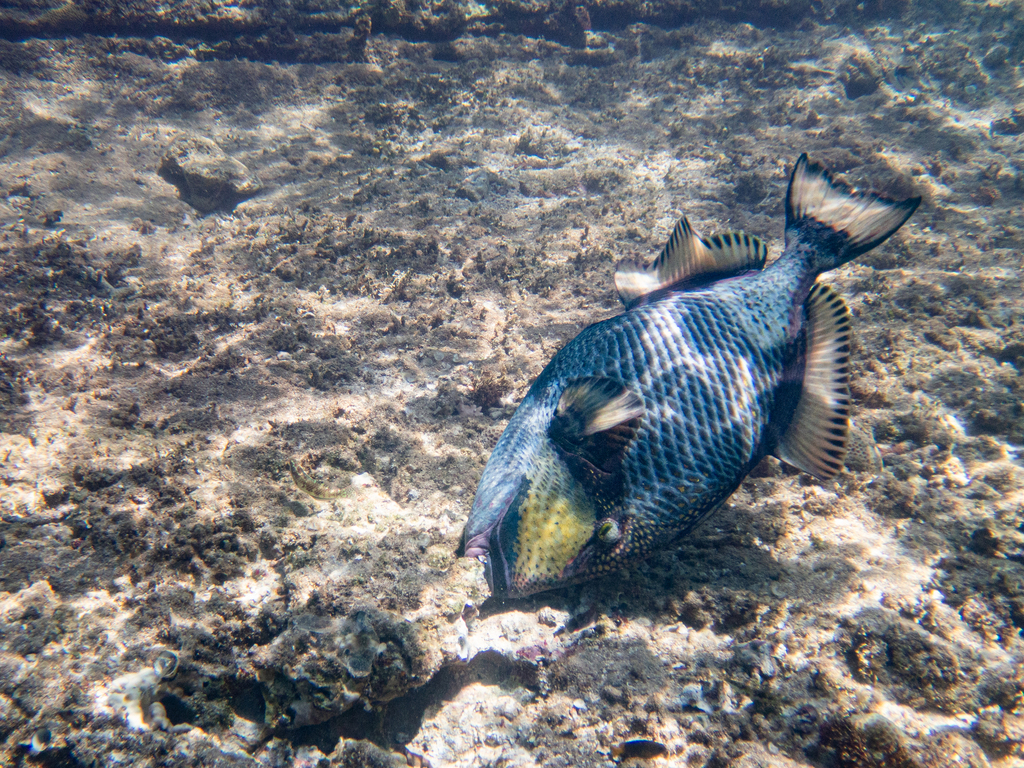 Titan triggerfish