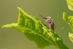 Ochlerotatus
