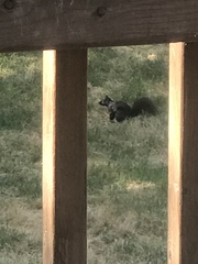 Sciurus carolinensis