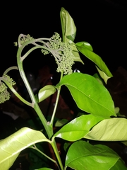 Zanthoxylum acuminatum