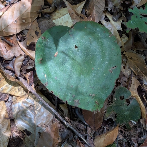 Adiantum krameri (Adiantum krameri)
