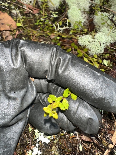 Gonocarpus incanus, 2026-10-12