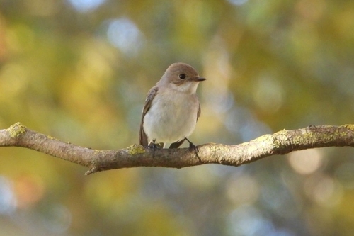 European Pied Flycatcher