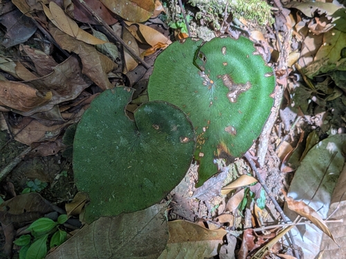 Adiantum krameri (Adiantum krameri)