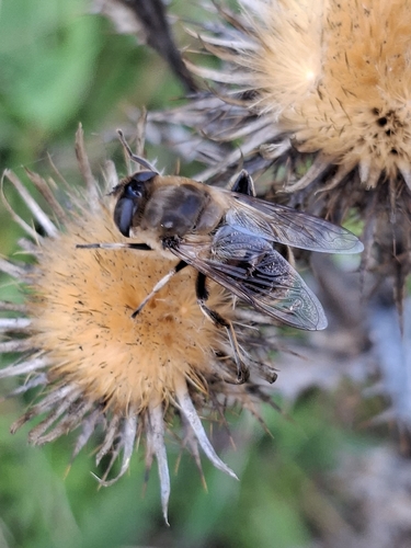 Common Drone Fly