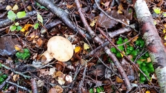 Cortinarius epiphaeus