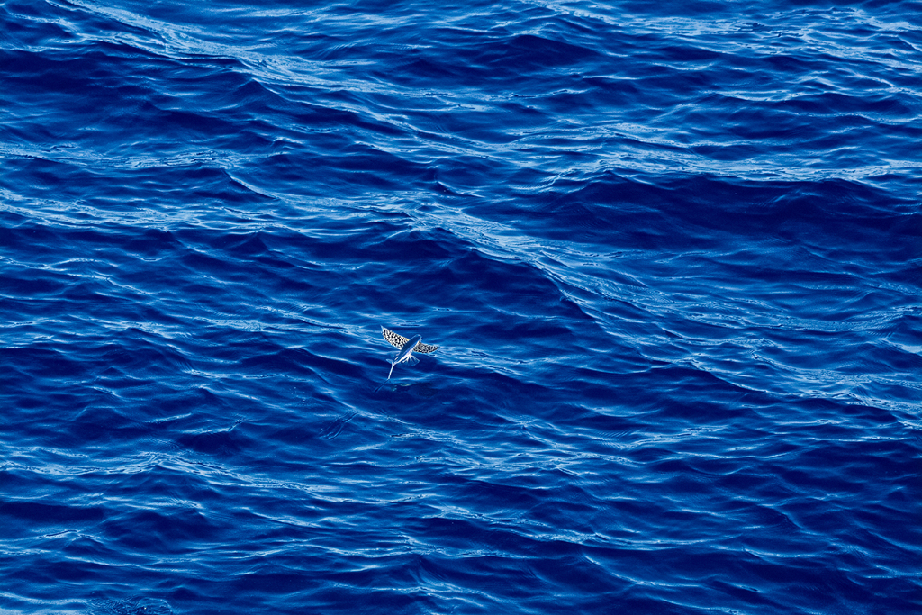 Spotted Flying-fish