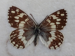 Melanargia larissa