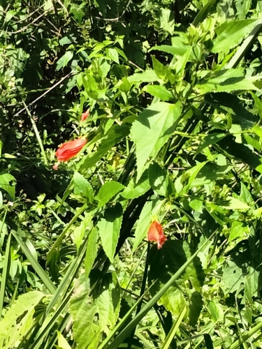 Malvaviscus penduliflorus observed 2026-10-19