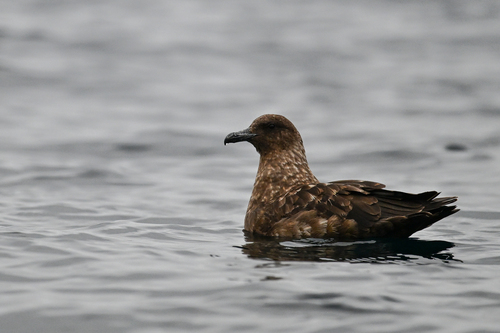 iNaturalist image