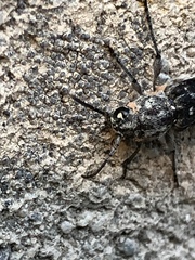 Xylotrechus nauticus