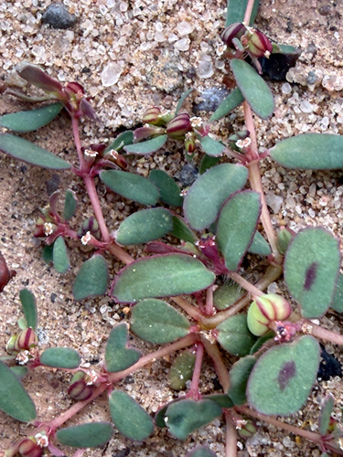 Euphorbia serpillifolia, 2026-10-19
