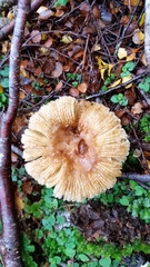 Russula acrolamellata