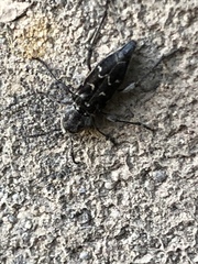 Xylotrechus nauticus