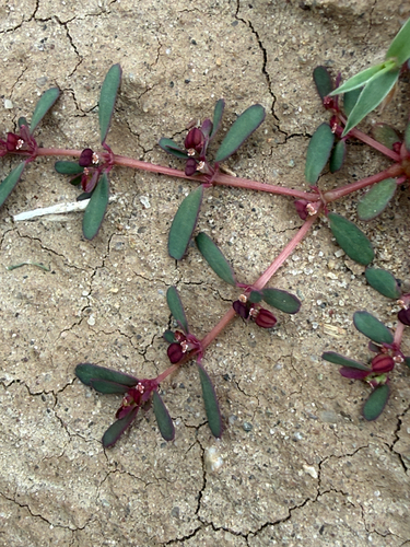 Euphorbia serpillifolia, 2026-10-19