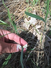 Lathyrus lanszwertii