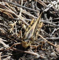 Pardalophora apiculata