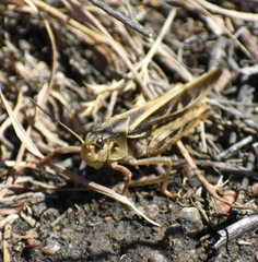 Pardalophora apiculata