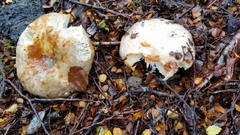 Russula purpureotincta