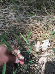 Lathyrus lanszwertii