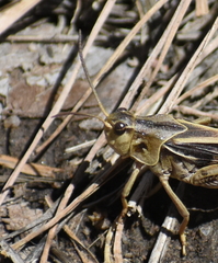 Pardalophora apiculata