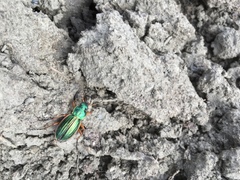 Carabus auratus