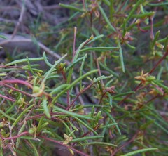 Dodonaea hexandra