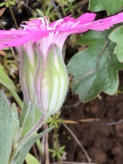 Silene hookeri