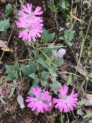 Silene hookeri