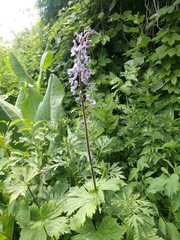 Aconitum leucostomum