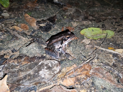 Hylarana lateralis observed 2026-10-19