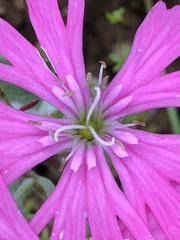 Silene hookeri
