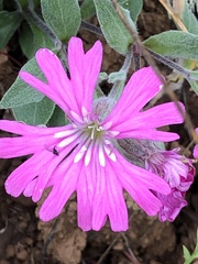 Silene hookeri