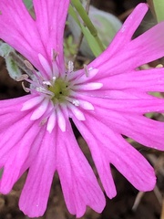 Silene hookeri