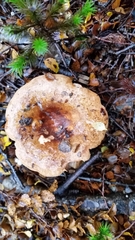 Russula pseudoareolata