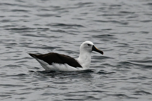 iNaturalist image