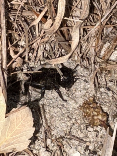 European Field Cricket