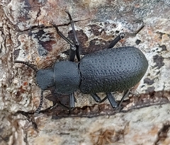 Iphthiminus serratus