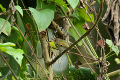 Poecilotriccus latirostris