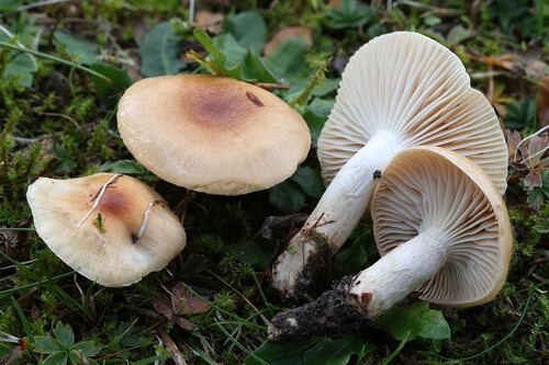 Hygrophorus discoideus, 2026-10-11