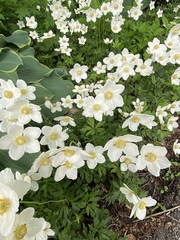 Anemonoides sylvestris