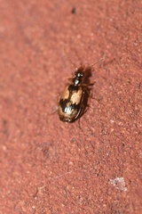 Lebia fuscata