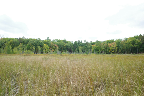 Carex lasiocarpa observed 2026-09-24