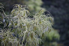 Castanopsis tribuloides