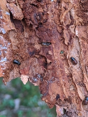 Dendroctonus rufipennis