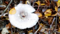 Russula roseopileata