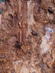 Dendroctonus rufipennis