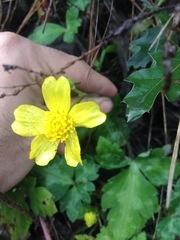 Ranunculus sierrae-orientalis