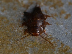Peltoperlidae