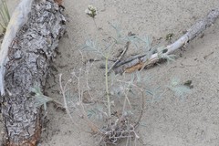 Astragalus australis